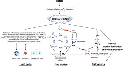 Potential Advances of Adjunctive Hyperbaric Oxygen Therapy in Infective Endocarditis